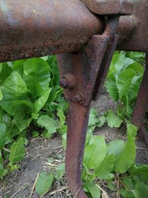 IMG_20210702_171651.jak-zmniejszyc-fotke_pl.jpeg